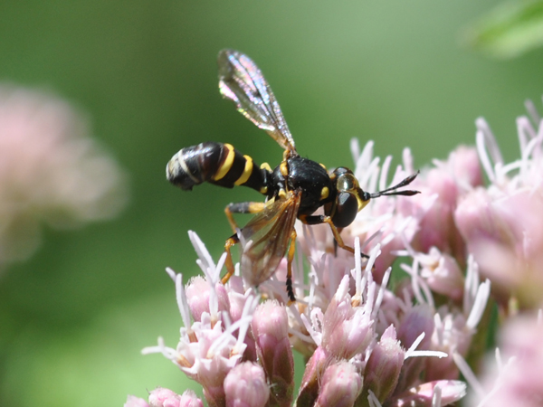 Polistes e Conoopidae